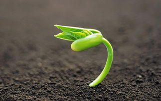 植物生长调节剂是什么？