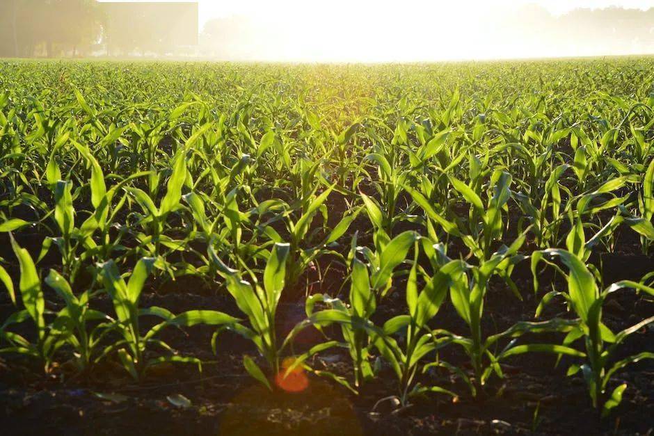 【实用技术】植物生长调节剂的科学安全使用