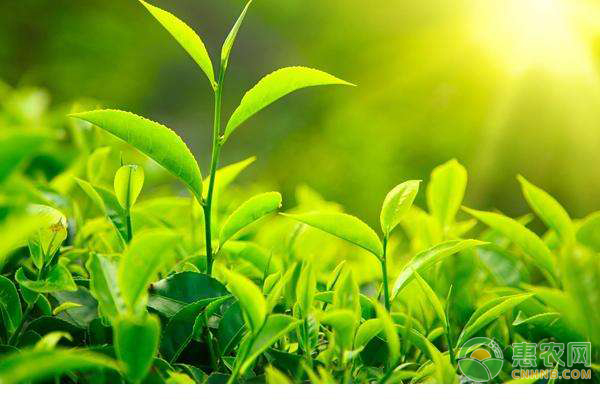 教你正确认识植物生长调节剂，让农产品吃的放心