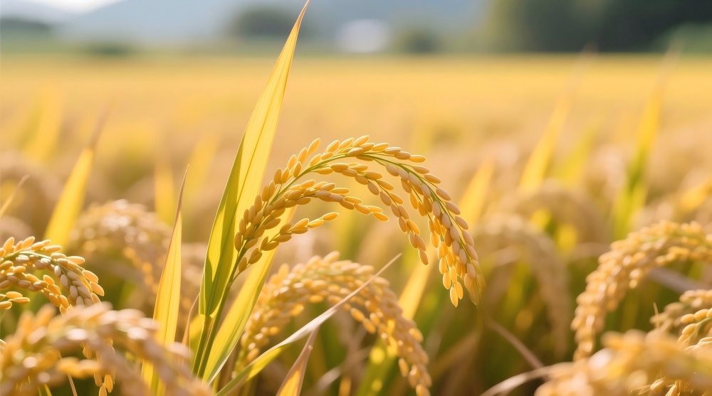 核心产品“萘乙酸”年产300吨